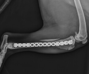 X ray of a dog tibial fracture repair using plate and screws. Dog broken leg surgery