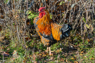 Proud black and red cock in the clearing