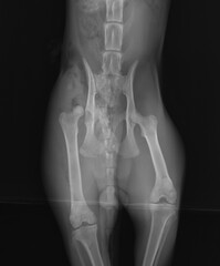 Dog hip luxation x ray