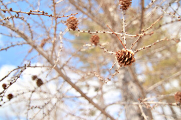 Pinecones, Japan