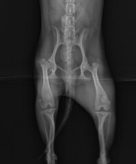 Dog femoral head and neck fracture radiography