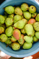 Many ripe pears in a plate