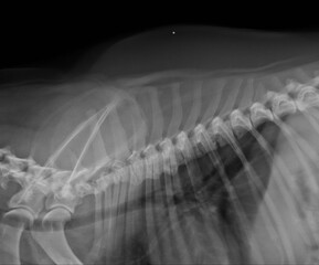 Dog thorax x-ray lateral view