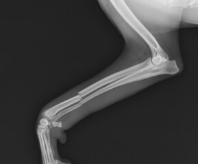 Dog x ray radius and ulna fracture. Canine broken leg