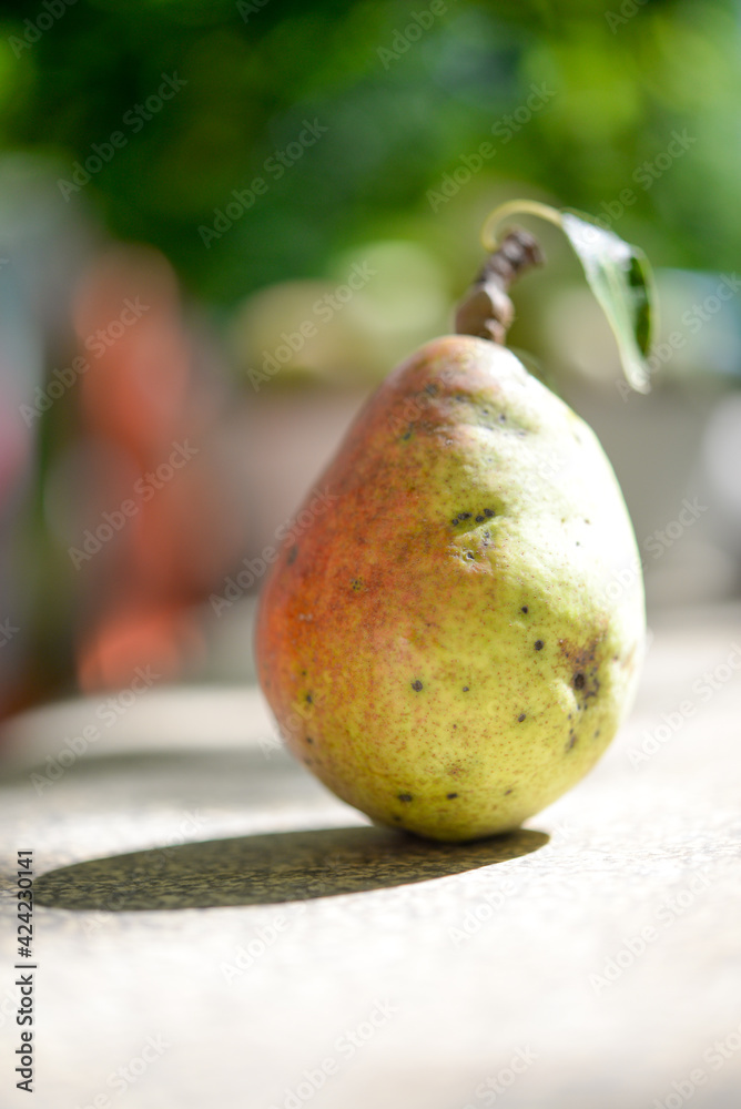 Wall mural Pear closeup in the garden