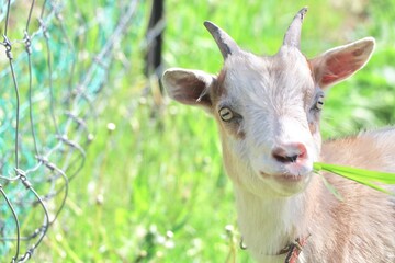 Goat, Obihiro, Hokkaido, Japan