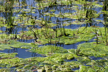 Algae on the surface of wetlands