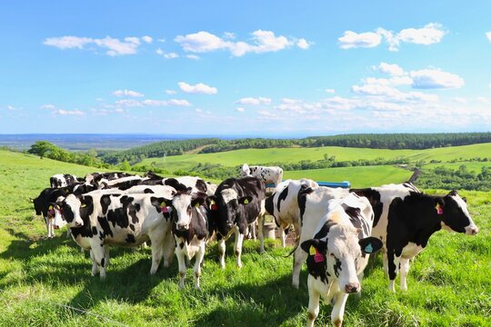 Naitai Highland Farm, Hokkaido, Japan