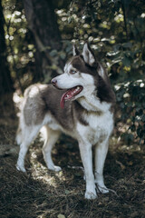siberian husky dog in the forest