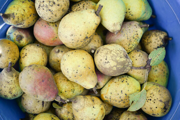 Many ripe pears, appetizing background