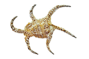 Shell of the Sea Clam Lambis Scorpius (Latin Name), Top View. Cut On White Background