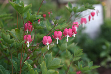 The dicentera is pink. A flower in the shape of a heart.
Bleeding heart flowers (Dicentra spectabils)