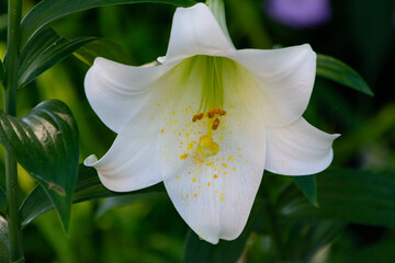 Beautiful shot of a large white amaryllis blossom