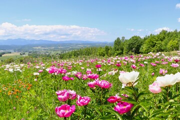 Paeonia Lactiflora Field, Hokkaido, Japan