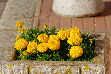 Flower bed of yellow flowers.