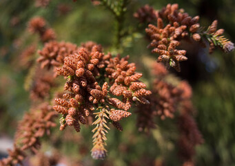 Mini Pinecones