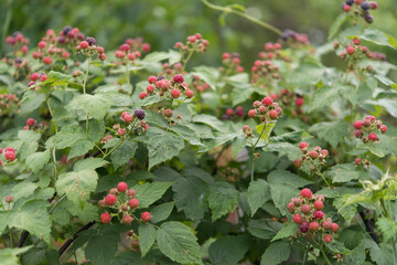 Ripe blackberry in the garden