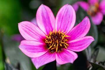 Beautiful shot of a pink flower