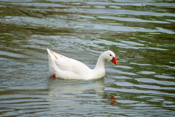 Pato nadando en el río Tajo