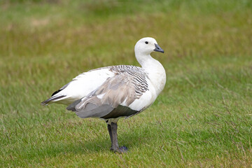 Male Upland Goose or Greater Magellan Goose - Chloephaga picta leucoptera.  Falklands Island 