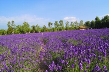 Fototapeta na wymiar Lavender Field, Hokkaido, Japan