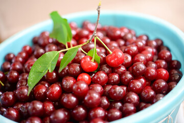 Ripe cherries in a container