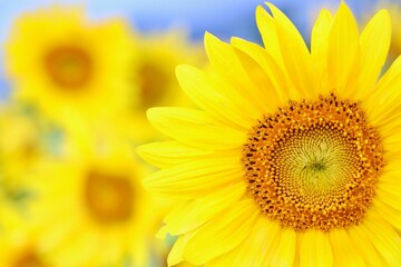 Sunflower Field, Hokkaido, Japan