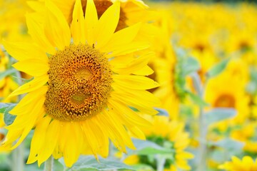 Sunflower Field, Hokkaido, Japan