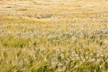 Barley Field, Furano, Hokkaido, Japan