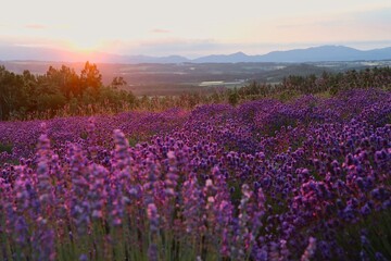 Fototapeta na wymiar Lavender Field, Furano, Hokkaido, Japan