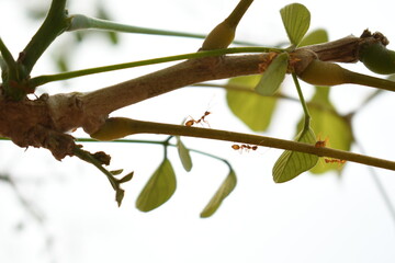 branch of a tree with red little ants