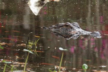 alligator in pond