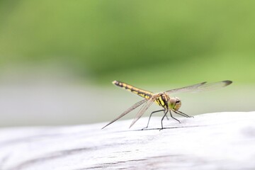 Dragonfly, Hokkaido, Japan