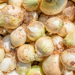 pale white raw onions top view closeup, natural pattern background