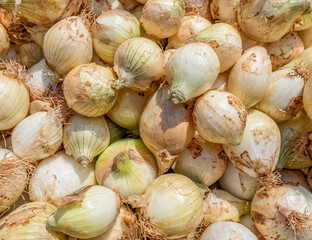 pale white raw onions top view closeup, natural pattern background