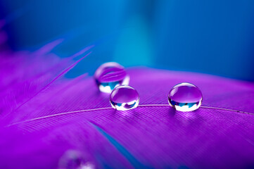 A drop of water dew on a fluffy feather close-up macro on colored blue purple background