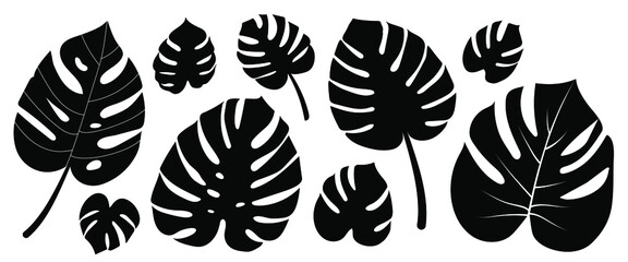 Plant Monstera. Vector illustration © SarraMagdalina