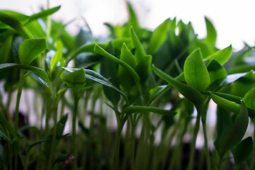 Green plant seedlings, or rather seedlings