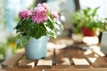 Closeup on potted plant in modern living room in sunny day