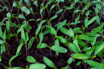 Green plant seedlings, or rather seedlings