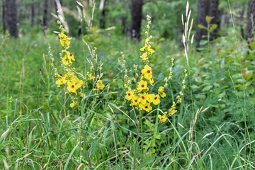 field grass verbascum, scophulariaceac