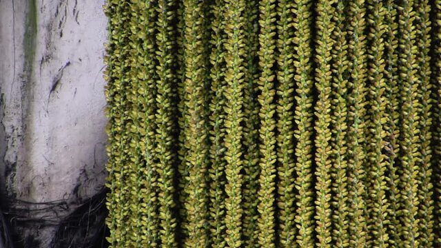 Fishtail Palm Flowers. Caryota Palm tree.