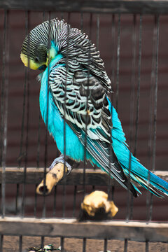 Moroccan bird Badji
