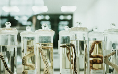 Snakes in a science lab,Specimen