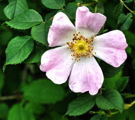 Obraz premium Églantine sauvage à Arnans, Ain, France