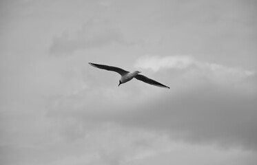 A seagull in flight among the gray clouds.