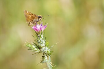 Skipper on Flower