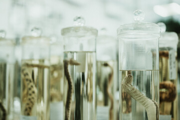 Fototapeta na wymiar Snakes in a science lab,Specimen