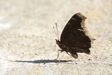 Mourning Cloak Butterfly