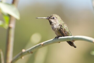 Anna's Hummingbird